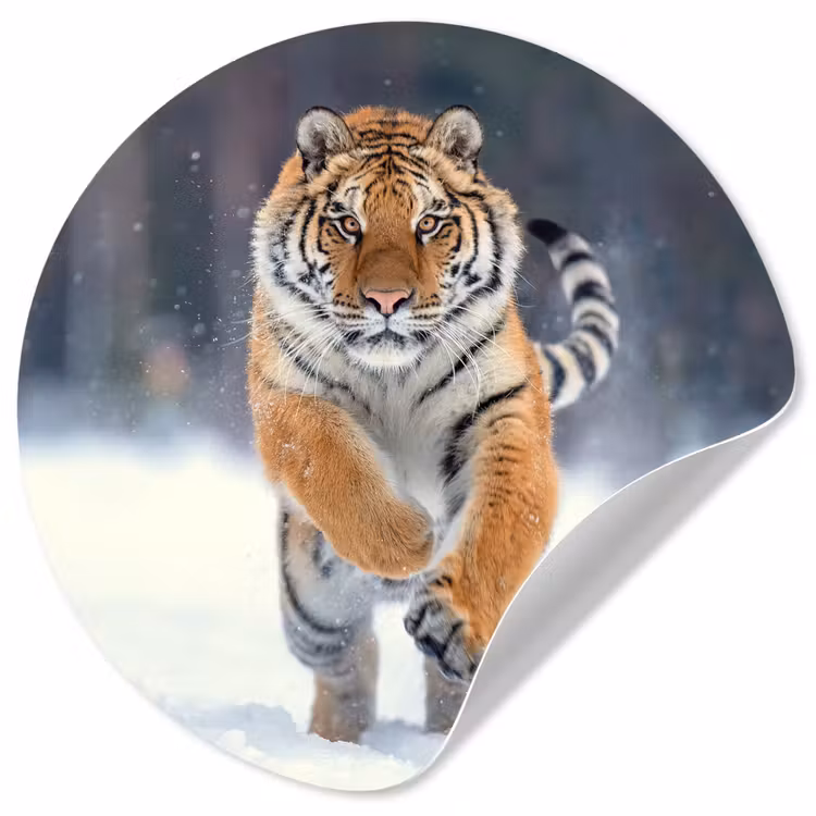 Tijger - Landschap - Sneeuw - Winter - Dieren Wandcirkel behangsticker klein -3d