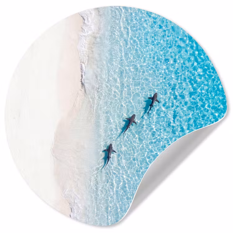 Vis - Oceaan - Strand - Turquoise - Natuur Wandcirkel behangsticker klein -3d