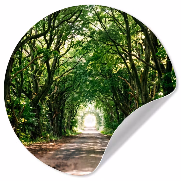 Weg - Bomen - Natuur - Groen Wandcirkel behangsticker klein -3d