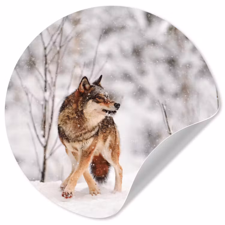 Wolf - Winter - Sneeuw - Natuur - Dieren Wandcirkel behangsticker klein -3d