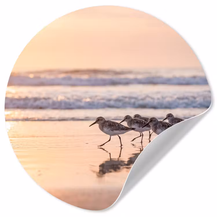 Zee - Vogels - Strand Wandcirkel behangsticker klein -3d
