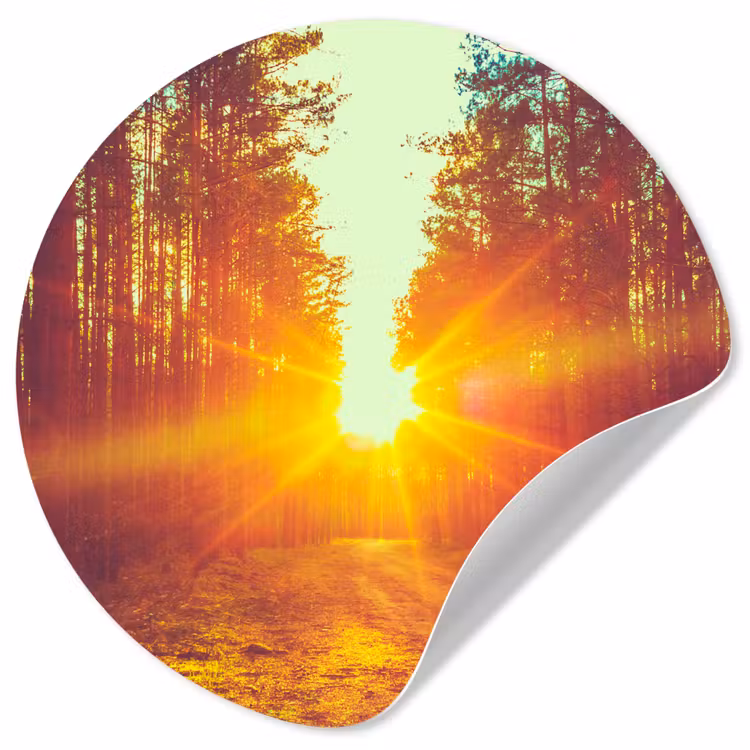 Zonsondergang - Bomen - Bos - Natuur Wandcirkel behangsticker klein -3d