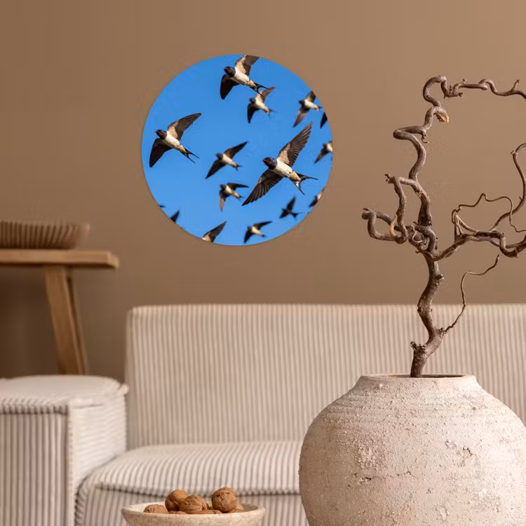 Zwaluwen - Vliegen - Blauw Wandcirkel behangsticker klein -sfeer1