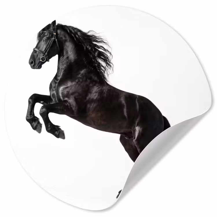 Zwart - Paard - Portret Wandcirkel behangsticker klein -3d