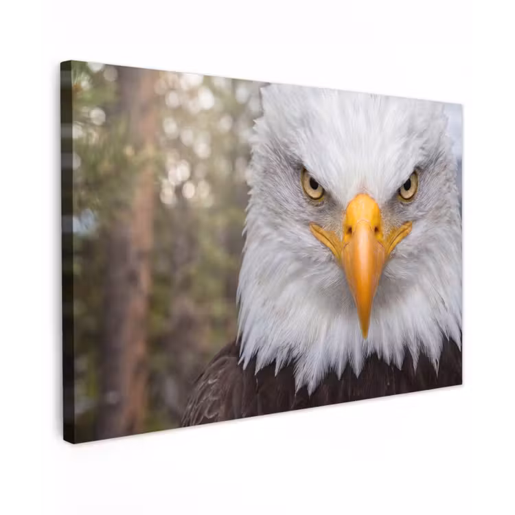 Amerikaans - Zeearend - Portret - Geel Tuinposter op houten frame 2 cm dik klein -3d