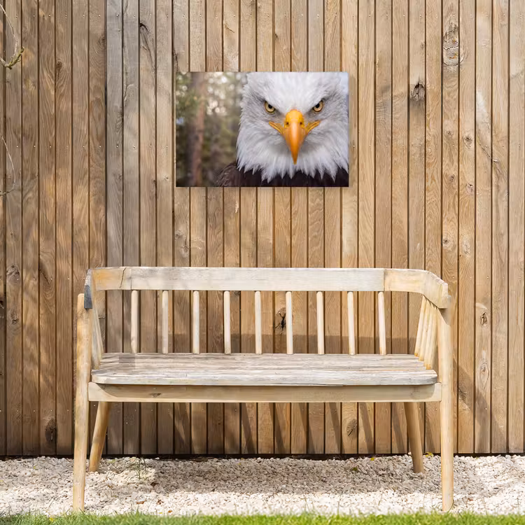 Amerikaans - Zeearend - Portret - Geel Tuinposter op houten frame 2 cm dik klein -sfeer4