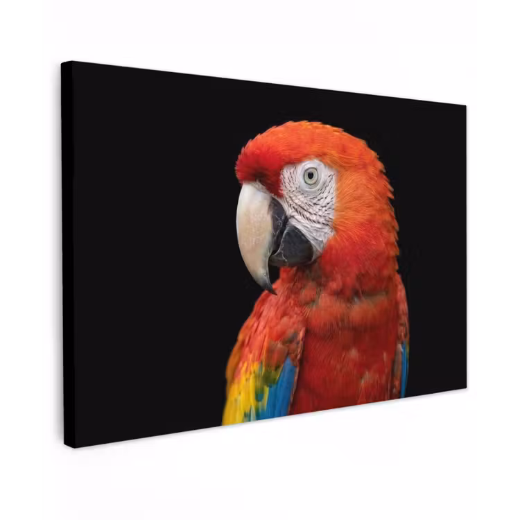 Ara - Portret - Rood Tuinposter op houten frame 2 cm dik klein -3d
