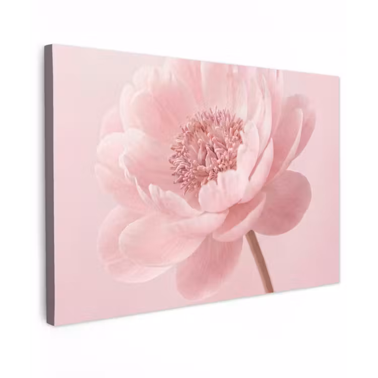 Bloem - Pioenroos - Roze Tuinposter op houten frame 2 cm dik klein -3d