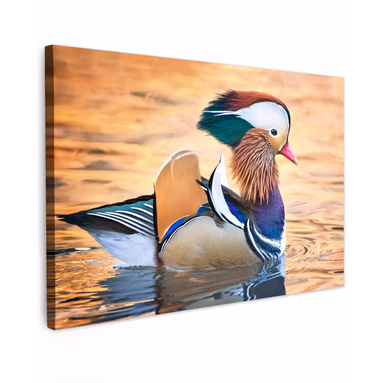 Close-up mandarijneend Tuinposter op houten frame 2 cm dik klein -3d