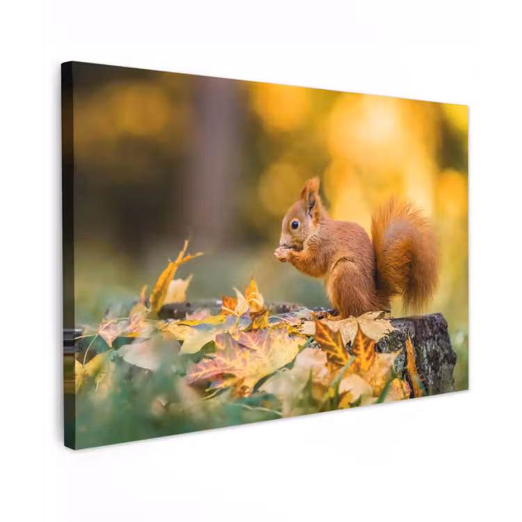 Eekhoorn - Herfst - Bosdieren - Herfstbladeren - Bos Tuinposter op houten frame 2 cm dik klein -3d