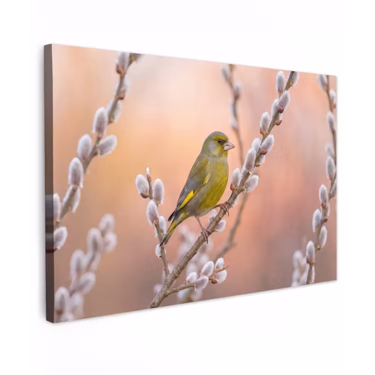 Groenling - Katjes - Lente - Natuur - Zacht Tuinposter op houten frame 2 cm dik klein -3d