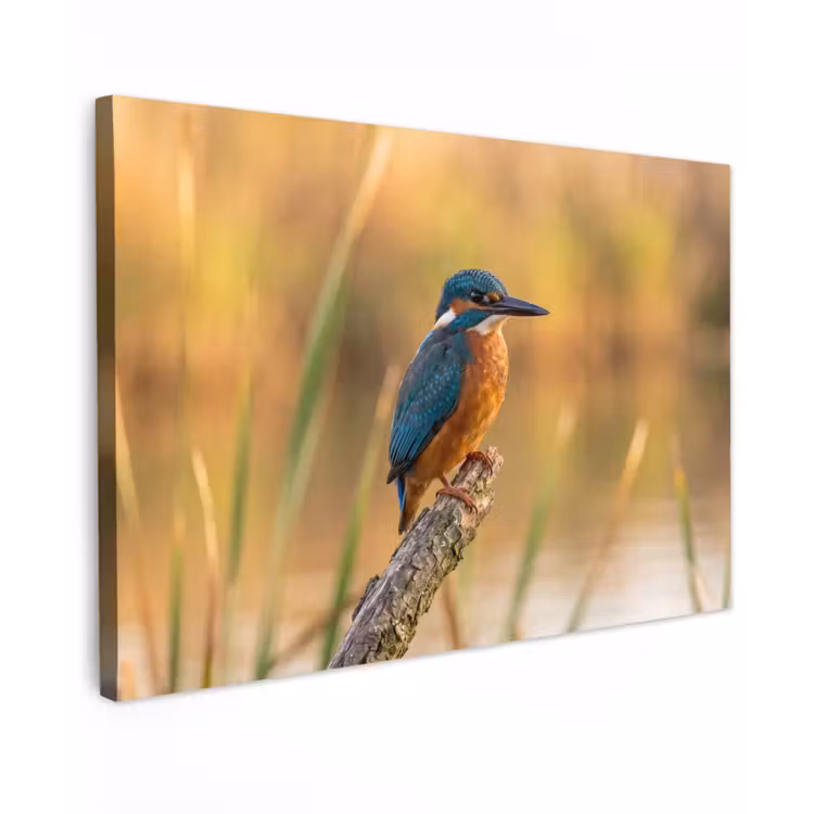 IJsvogel - Tak - Water - Kleurrijk - Levendig Tuinposter op houten frame 2 cm dik klein -3d