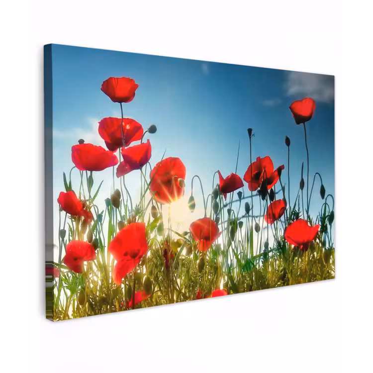 Klaprozen in tegenlicht Tuinposter op houten frame 2 cm dik klein -3d