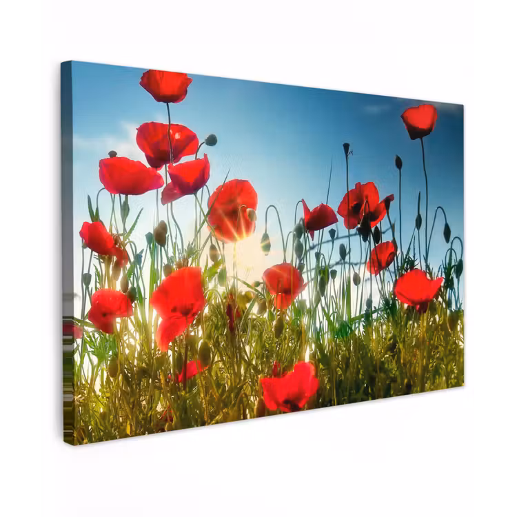 Klaprozen - Toscane - Zon - Rood - Blauw Tuinposter op houten frame 2 cm dik klein -3d