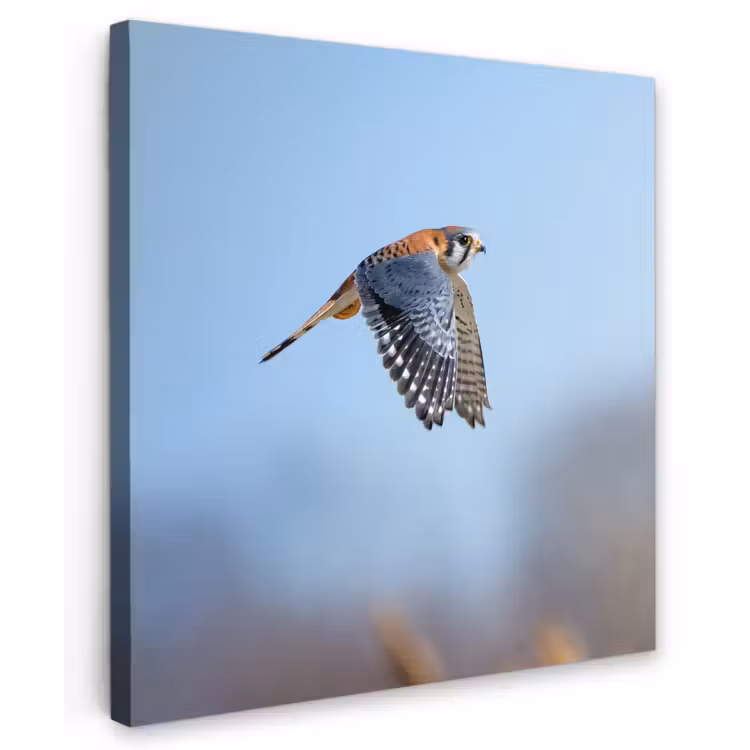 Kleurrijke valk aan het vliegen Tuinposter op houten frame 2 cm dik middel -3d