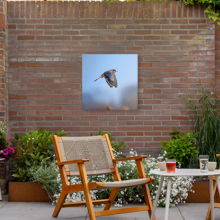 Kleurrijke valk aan het vliegen Tuinposter op houten frame 2 cm dik middel -sfeer3