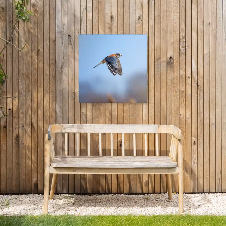 Kleurrijke valk aan het vliegen Tuinposter op houten frame 2 cm dik middel -sfeer4