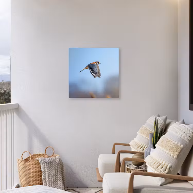 Kleurrijke valk aan het vliegen Tuinposter op houten frame 2 cm dik middel -sfeer1