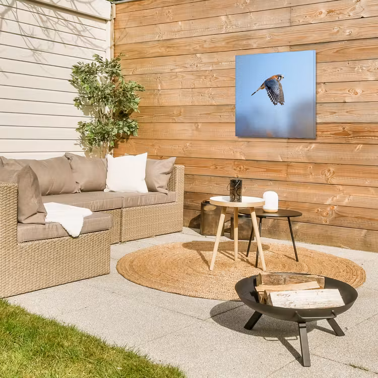 Kleurrijke valk aan het vliegen Tuinposter op houten frame 2 cm dik middel -sfeer2