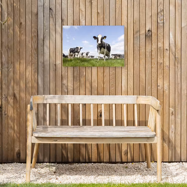 Koeien in de weide onder een heldere lucht Tuinposter op houten frame 2 cm dik klein -sfeer4