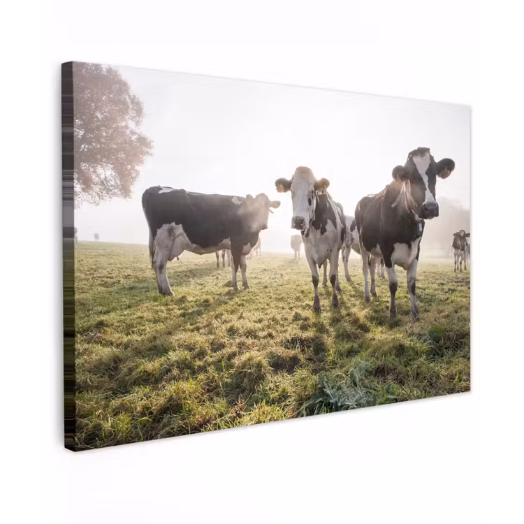 Koeien - Licht - Gras - Dieren Tuinposter op houten frame 2 cm dik klein -3d