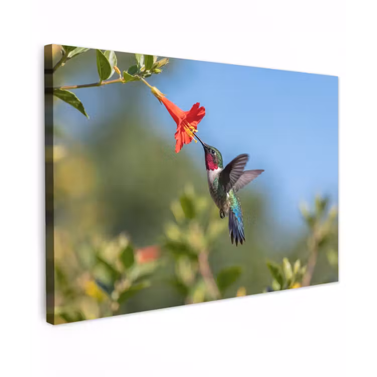 Kolibrie - Bloem - Natuur - Groen Tuinposter op houten frame 2 cm dik klein -3d