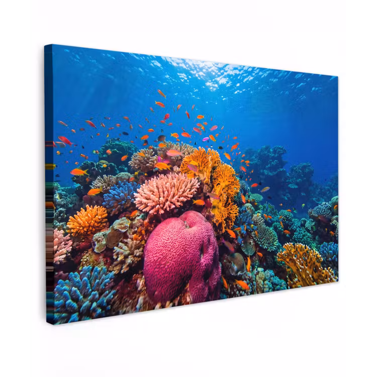 Koraal - Vissen - Oceaan - Natuur - Kleurrijk Tuinposter op houten frame 2 cm dik klein -3d