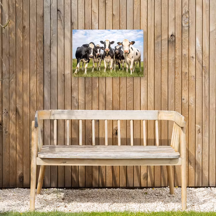 Nieuwsgierige koeien in de wei Tuinposter op houten frame 2 cm dik klein -sfeer4
