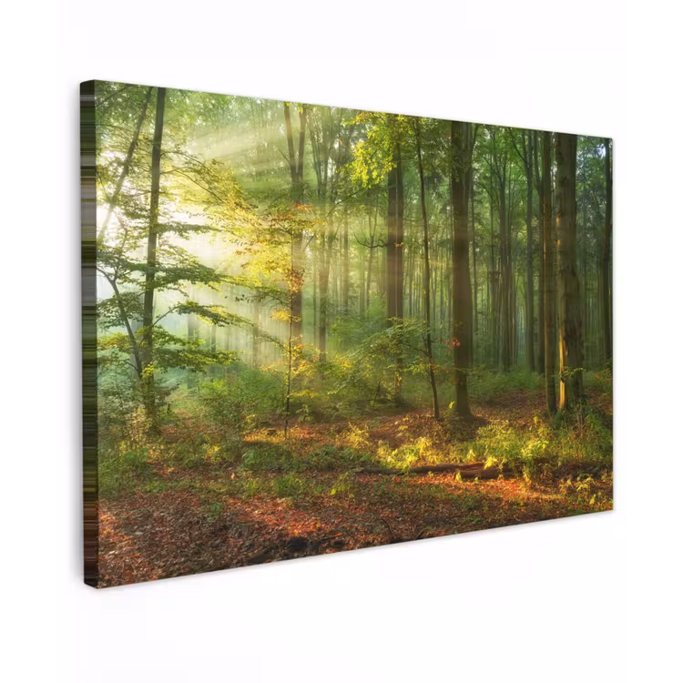 Ochtendlicht in het bos Tuinposter op houten frame 2 cm dik klein -3d