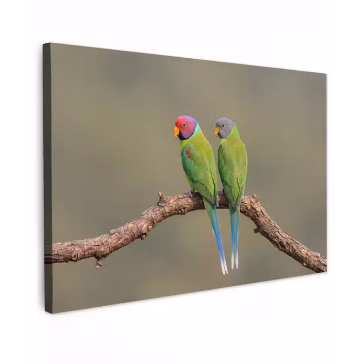 Papagaai - Tak - Natuur - Kleurrijk Tuinposter op houten frame 2 cm dik klein -3d