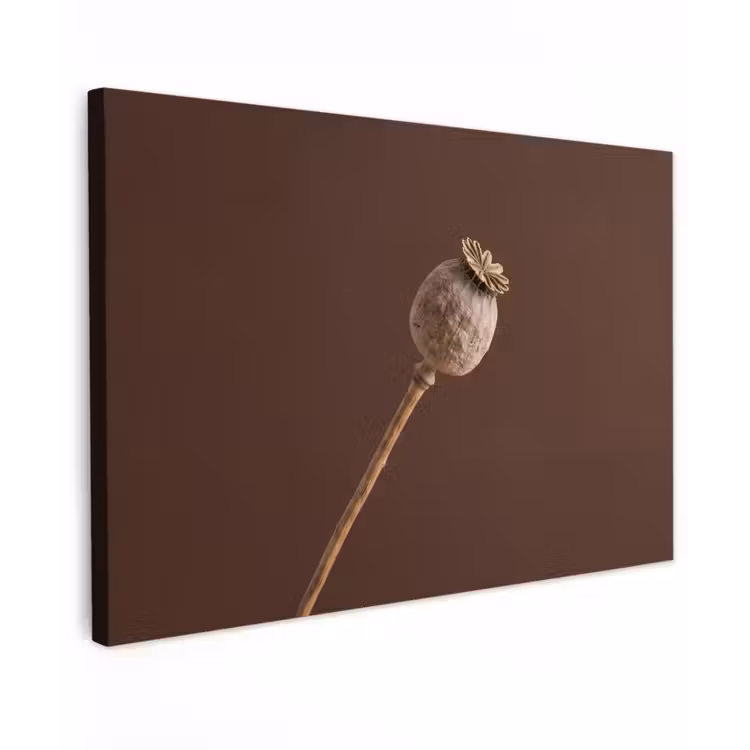 Papaverbol - Droogbloem - Bruin - Minimalistisch Tuinposter op houten frame 2 cm dik klein -3d