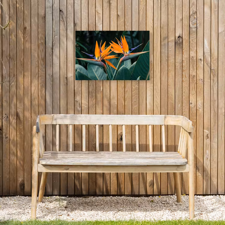 Paradijsvogel - Bloem - Exotisch Tuinposter op houten frame 2 cm dik klein -sfeer4