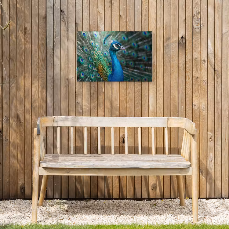 Pauw - Veren - Blauw Tuinposter op houten frame 2 cm dik klein -sfeer4