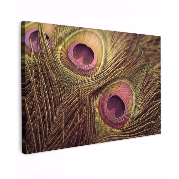 Pauw - Veren - Paars - Groen Tuinposter op houten frame 2 cm dik klein -3d