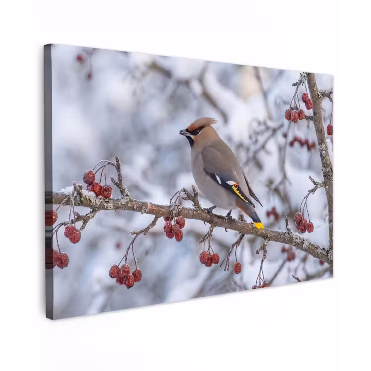 Pestvogel - Bessen - Winter - Natuur Tuinposter op houten frame 2 cm dik klein -3d