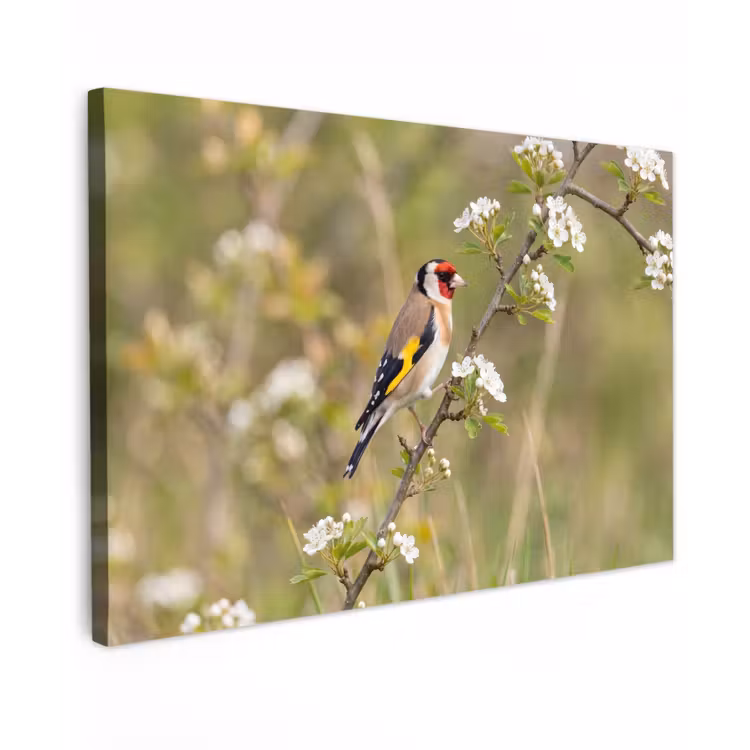 Putter - Bloesem - Lente - Natuur - Kleurrijk Tuinposter op houten frame 2 cm dik klein -3d