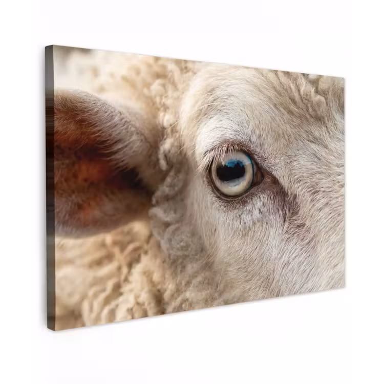 Schaap - Oog - Wit Tuinposter op houten frame 2 cm dik klein -3d