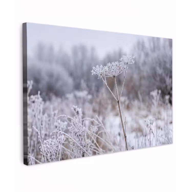 Schermbloem - Rijp - Kristallen - Winter - Delicaat Tuinposter op houten frame 2 cm dik klein -3d