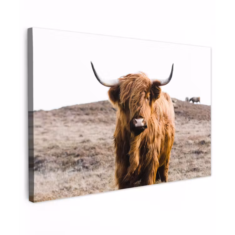 Schotse hooglander - Landschap - Koe - Bruin - Dieren - Natuur Tuinposter op houten frame 2 cm dik klein -3d
