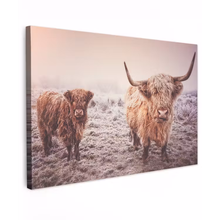 Schotse hooglanders - Licht - Lucht - Natuur Tuinposter op houten frame 2 cm dik klein -3d