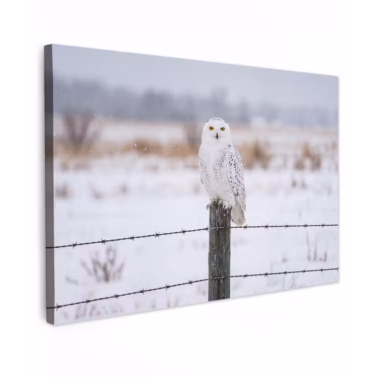 Sneeuwuil - Hek - Sneeuw - Wit Tuinposter op houten frame 2 cm dik klein -3d