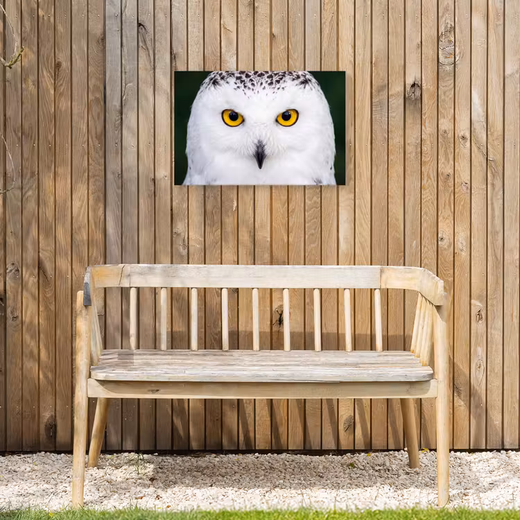 Sneeuwuil - Portret - Geel Tuinposter op houten frame 2 cm dik klein -sfeer4