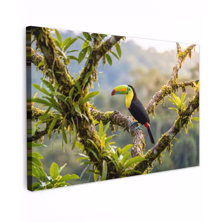 Toekan - Jungle - Natuur - Kleurrijk Tuinposter op houten frame 2 cm dik klein -3d