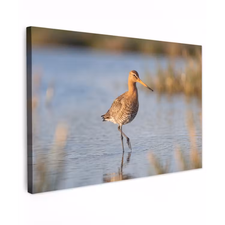 Vogel - Steltloper - Water - Natuur Tuinposter op houten frame 2 cm dik klein -3d