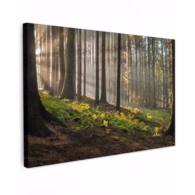 Zon - Takken - Bomen - Bos - Natuur Tuinposter op houten frame 2 cm dik klein -3d
