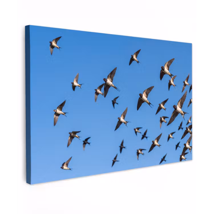 Zwaluwen - Vliegen - Blauw Tuinposter op houten frame 2 cm dik klein -3d