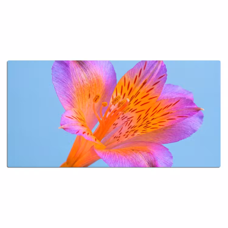 Bloem - Detail - Kleurrijk Muismat XXL klein -3d_leeg