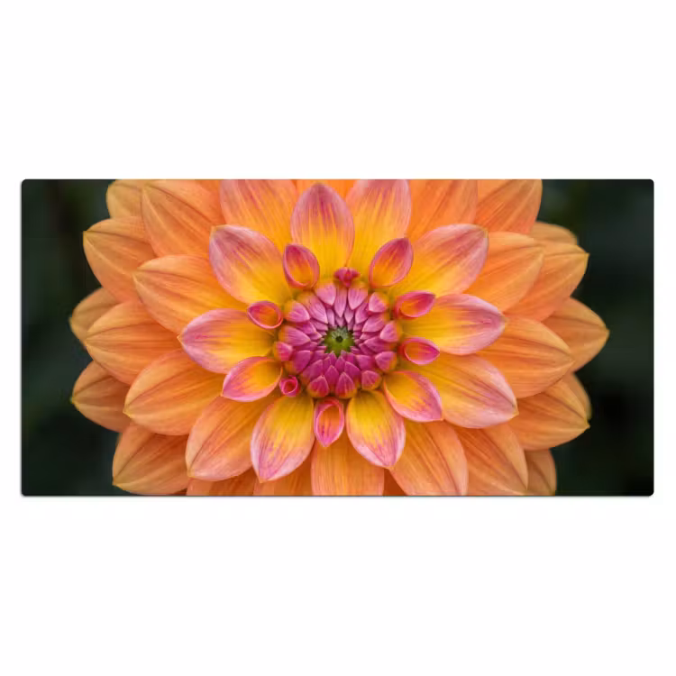 Dahlia - Bloem - Oranje Muismat XXL klein -3d_leeg
