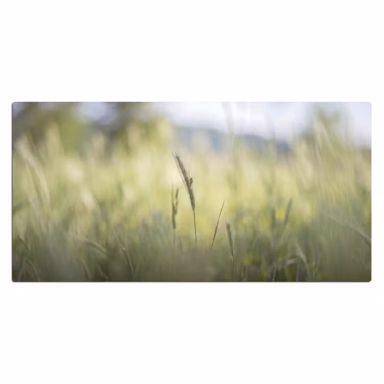 Graan - Aar - Natuur - Groen - Detail Muismat XXL klein -3d_leeg