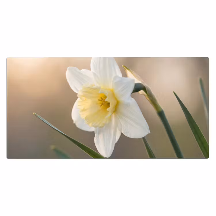 Narcis - Bloem - Minimalistisch Muismat XXL klein -3d_leeg
